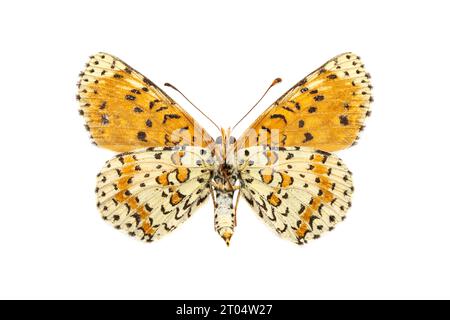 frammentazione macchiata (didididima melitaea), femmina, lato inferiore, ritagliato Foto Stock