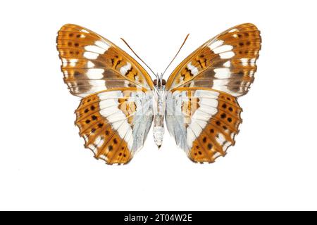 Eurasian White Admiral, White Admiral (Ladoga camilla, Limenitis camilla), donna, sotto, tagliata fuori Foto Stock