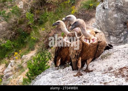 grifone avvoltoio (Gyps fulvus), tre grifone avvoltoio riposante e osservante, Francia, Perpignano Foto Stock