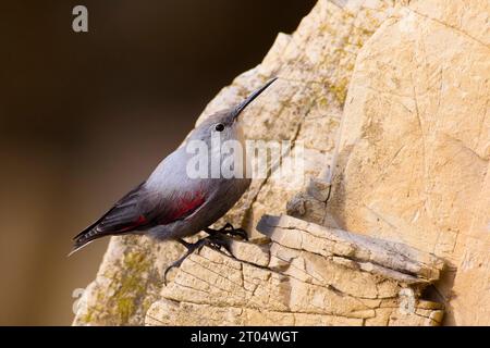 Wallcreeper (Tichodroma muraria), sulla scogliera, Italia, Toscana Foto Stock