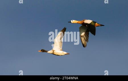 Ricovero comune (Tadorna tadorna), giovanile in volo con Ruddy Shelduck (Tadorna ferruginea) adulta in tarda serata luce estiva, Paesi Bassi, Foto Stock