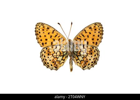 fritillary a due punti (Brenthis hecate), maschio, lato inferiore, ritagliato Foto Stock