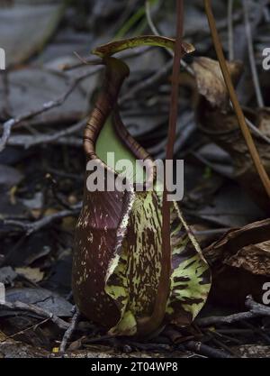 Pianta di Raffles, pianta di Raffles (Nepenthes rafflesiana), specie diffusa in alcune parti della Malesia e dell'Indonesia, Malaysia, Foto Stock