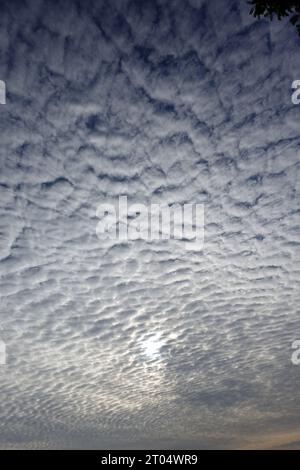 Altocumulus stratiformis al mattino, Germania, Renania settentrionale-Vestfalia Foto Stock