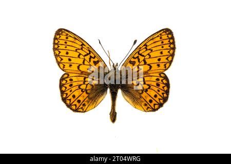 Torbiere (Boloria eunomia, Clossiana eunomia, Proclossiana eunomia), maschio, lato superiore, ritagliati Foto Stock