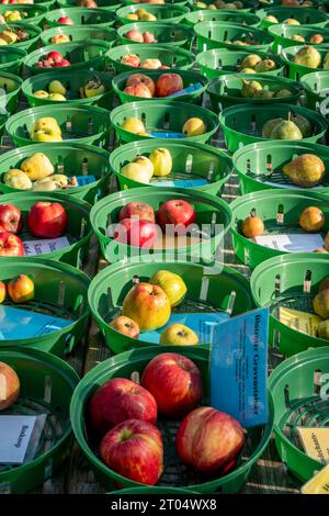 Historisches Apfelfest am Schloß Britz, Gutshof des Britzer Schloss, Obstsortenausstellung, Berlino Foto Stock