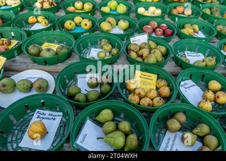 Historisches Apfelfest am Schloß Britz, Gutshof des Britzer Schloss, Obstsortenausstellung, Berlino Foto Stock