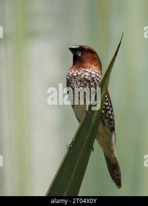 Munia con petto scalato, munia maculata, noce moscata mannikin, finch di spezie (Lonchura punctulata), appollaiato su una foglia di palma, con sottoscocca, Mauritius, , Foto Stock