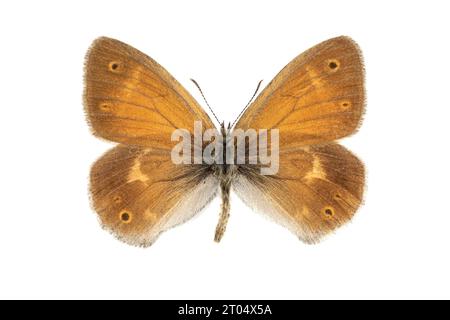 Grande brughiera (Coenonympha tullia, Coenonympha Typhon), femmina, lato superiore, ritagliata Foto Stock