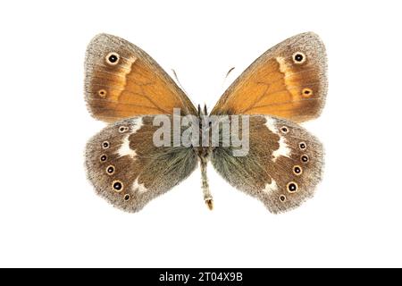 Grande brughiera (Coenonympha tullia, Coenonympha Typhon), femmina, lato superiore, ritagliata Foto Stock