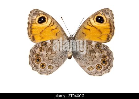Large Wall Brown, Wood-nymph (Lasiommata maera F. adrasta), femmina, lato inferiore, ritagliato Foto Stock