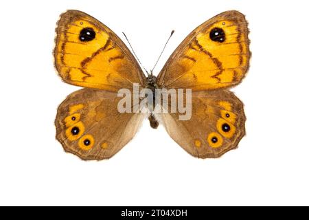 Large Wall Brown, Wood-nymph (Lasiommata maera F. adrasta), femmina, lato superiore, ritagliato Foto Stock
