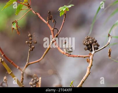 Heineken blackcap (Sylvia atricapilla heineken, Sylvia heineken), femmina adulta arroccata su un albero, Madeira Foto Stock