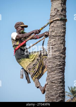 Palma da cocco (Cocos nucifera), uomo che sale un albero di cocco, Gambia Foto Stock