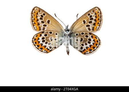 Blu con borchie d'argento (Plebejus argus, Plebeius argus), femmina, parte inferiore, ritagliata Foto Stock