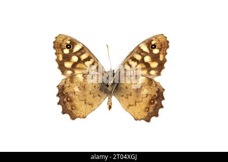 Legno macchiato (Pararge aegeria), maschio, lato inferiore, ritagliato Foto Stock