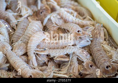 Squilla mantis, specie di gamberetti mantis che si trovano nelle zone costiere poco profonde del Mar Mediterraneo e dell'Oceano Atlantico orientale: cicala o Pacero Foto Stock