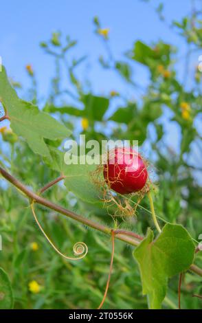 Frutto maturo della passionflora scarlettifera (Passiflora foetida var. Lanuginosa) nelle zone umide costiere, Galveston, Texas, Stati Uniti. Foto Stock