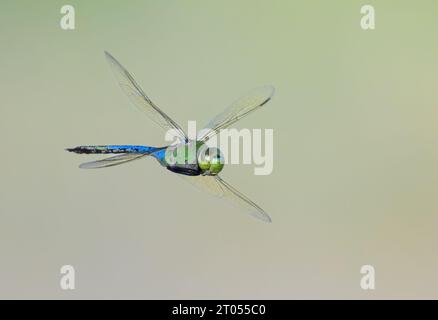 Green darner (Anax junius) dragonfly hovering, Galveston, Texas, USA. Foto Stock