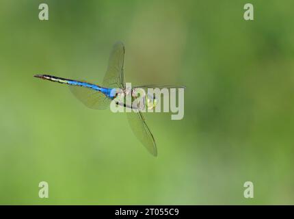 Green darner (Anax junius) dragonfly hovering, Galveston, Texas, USA. Foto Stock