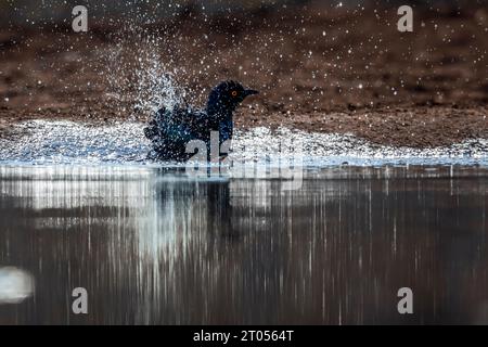 Cape Glossy Starling bagni in una pozza d'acqua retroilluminata nel Parco Nazionale di Kruger, Sud Africa; famiglia speciale Lamprotornis nitens di Sturnidae Foto Stock