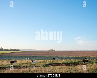 giovani mucche maculate nel vasto paesaggio della valle del saone in francia Foto Stock