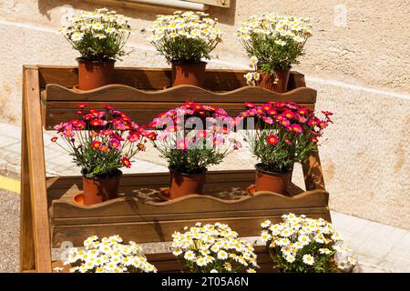 Supporto in legno con vasi di fiori di crisantemi rosa e bianco su 'Costitx en Flor' (Costitx in fiore) Fiere Fiera, Maiorca, Spagna Foto Stock