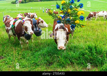 Le mucche vestite con i loro migliori costumi da festa scenderanno con orgoglio dai pascoli alpini al villaggio di Lignières. Montagne del Giura, Svizzera. Foto Stock