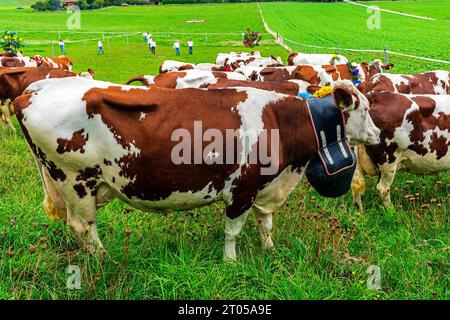 Le mucche vestite con i loro migliori costumi da festa scenderanno con orgoglio dai pascoli alpini al villaggio di Lignières. Montagne del Giura, Svizzera. Foto Stock