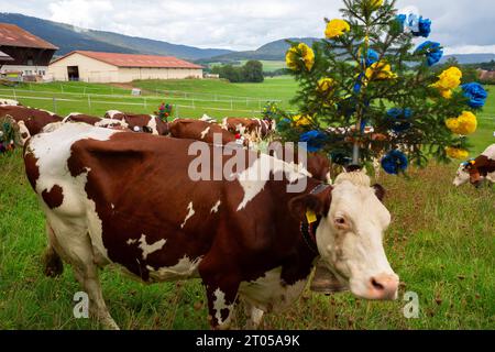 Le mucche vestite con i loro migliori costumi da festa scenderanno con orgoglio dai pascoli alpini al villaggio di Lignières. Montagne del Giura, Svizzera. Foto Stock