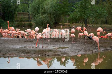 Fenicotteri rosa in un habitat recintato allo zoo di Chester, Cheshire, Regno Unito Foto Stock