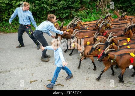 Le capre vestite con i loro migliori costumi da festa discendono con orgoglio dai pascoli alpini, dal villaggio di Ligniéres, dai monti del Giura, dalla Svizzera. Foto Stock