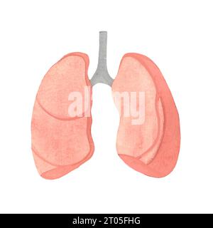 polmoni umani disegnati dall'acquerello, organi interni, illustrazione isolata Foto Stock