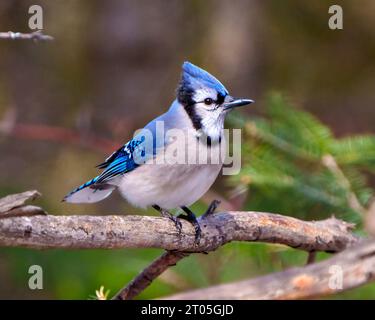 Vista da vicino Blue Jay arroccata su un ramo con uno sfondo di conifere sempreverdi sfocate nell'ambiente forestale e nell'habitat circostante. Foto Stock