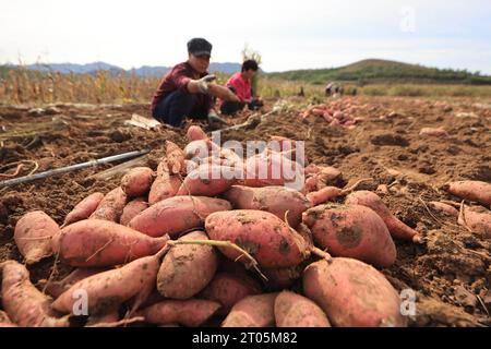 Pechino, provincia cinese di Hebei. 4 ottobre 2023. Gli agricoltori raccolgono patate dolci nella contea di Qianxi, Tangshan, provincia di Hebei, nella Cina settentrionale, 4 ottobre 2023. Crediti: Wang Aijun/Xinhua/Alamy Live News Foto Stock