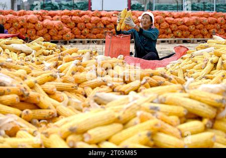 Pechino, provincia cinese di Hebei. 4 ottobre 2023. Un agricoltore sacca il mais per la messa in onda nella contea di Guangping di Handan, nella provincia di Hebei nella Cina settentrionale, 4 ottobre 2023. Crediti: Hao Qunying/Xinhua/Alamy Live News Foto Stock