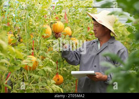 Pechino, provincia cinese di Hebei. 4 ottobre 2023. Un tecnico controlla la crescita dei meloni in una piantagione nel distretto di Xinhua di Shijiazhuang, nella provincia di Hebei nella Cina settentrionale, 4 ottobre 2023. Crediti: MU Yu/Xinhua/Alamy Live News Foto Stock