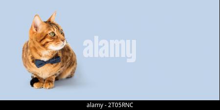 Elegante gatto zenzero in cravatta con fiocco su sfondo blu. Copia spazio. Foto Stock