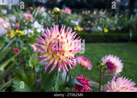 Il primo piano di dahlia rosa. Foto Stock