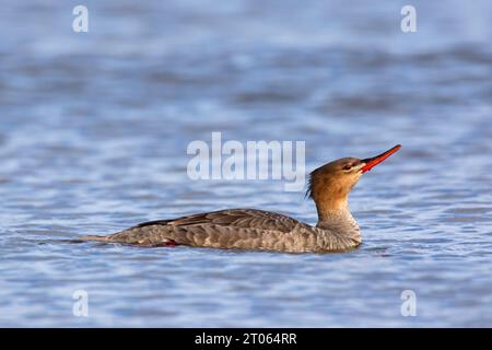 Merganser dal petto rosso (serratore Mergus): Nuoto femminile in estate Foto Stock