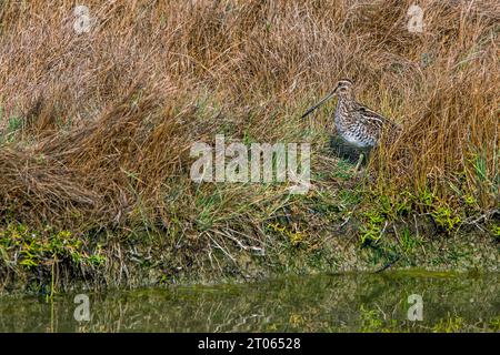 Macchia comune (Gallinago gallinago) che riposa sulla riva del lago/laghetto con colori mimetici nei prati di fine estate Foto Stock