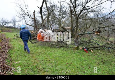 Un giardiniere su una scala alta potenzia gli alberi nel giardino in autunno Foto Stock