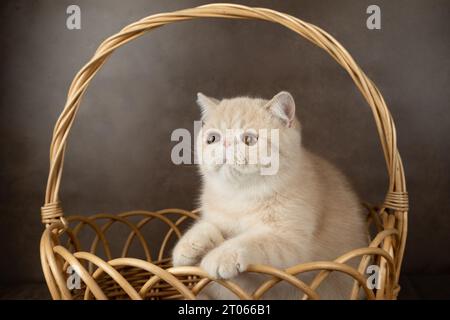 Un bel gatto shorthair esotico si trova in un cesto di vimini su uno sfondo marrone studio. Color crema con bianco Foto Stock