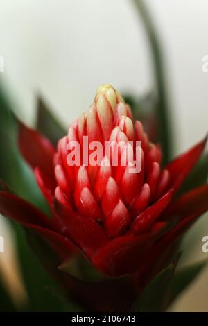 foto macro di fiori di bromelia Foto Stock
