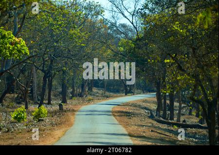 Splendida vista sulle strade forestali Foto Stock