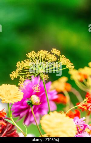 montbretia dahlia hydrangea perenni a fiori multipli disponibili in una gamma di colori ardenti Foto Stock