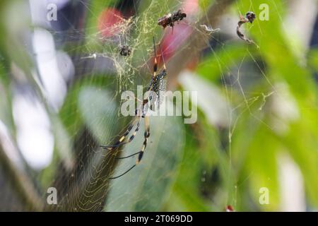 Ragno di seta dorata Foto Stock