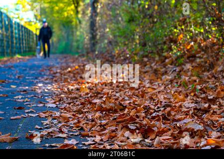 Sentiero a piedi nel parco cosparso di foglie gialle autunnali. Pedone solitario fuori fuoco Foto Stock