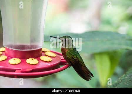 Coronetto di petto di castagno (Boissonneaua matthewsii) su un alimentatore di colibrì in Ecuador Foto Stock
