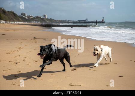 I cani corrono sulla spiaggia di Bournemouth alla fine di settembre 2023 Foto Stock